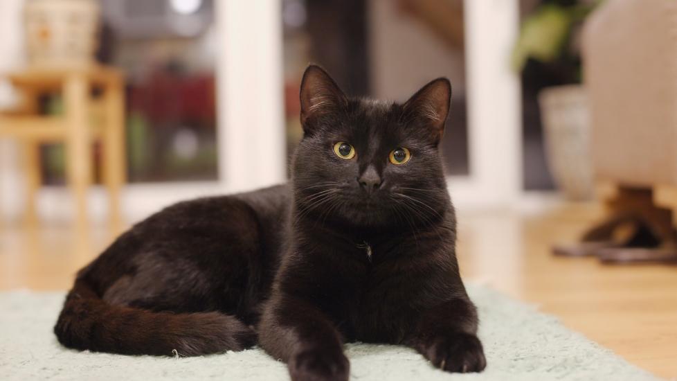 A black cat lays on the carpet.