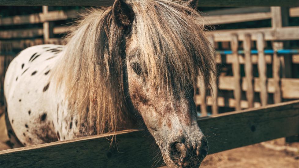 shetland pony looking for a treat