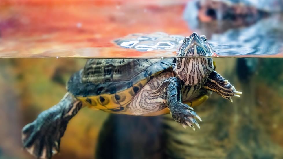 Pet turtle swimming in aquarium