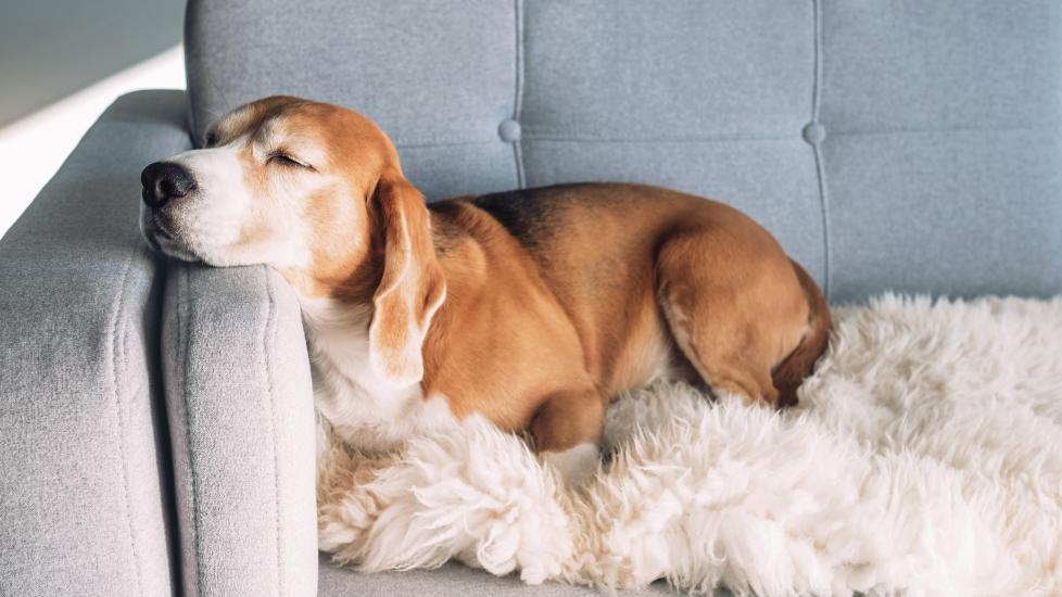 elderly beagle dog sleeping with his head propped on a couch arm