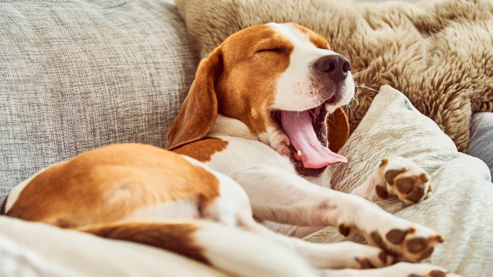 beagle yawning and lying on a couch