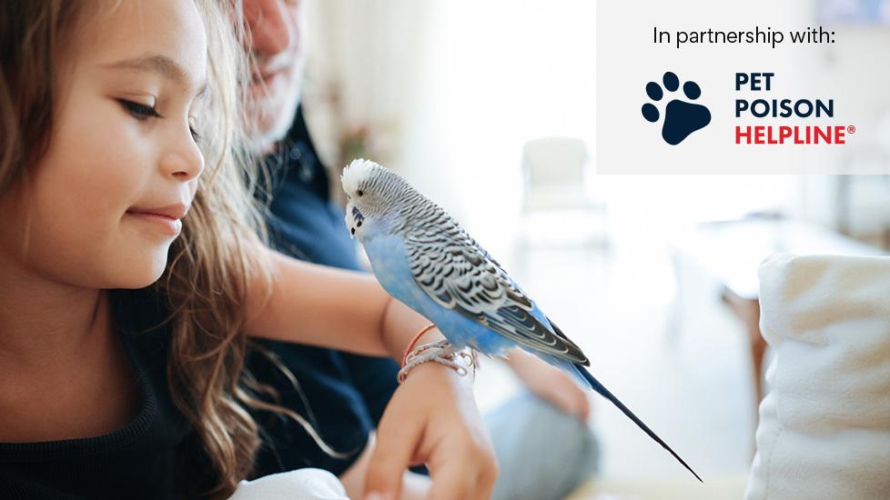little girl looking at pet blue bird perched on forearm. 