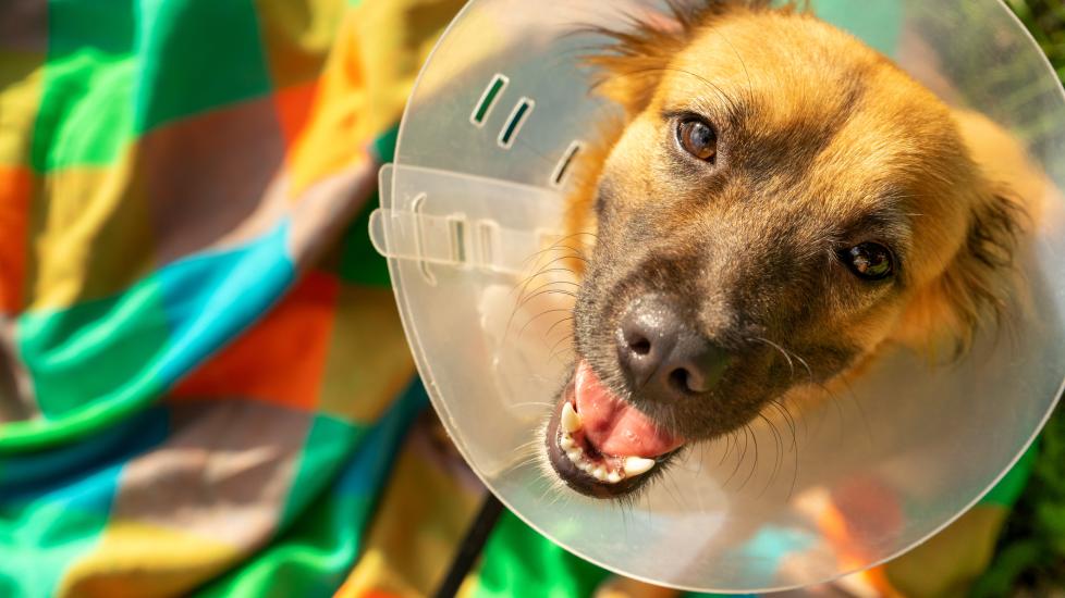 10 Ways To Keep Your Dog Busy After Surgery PetMD