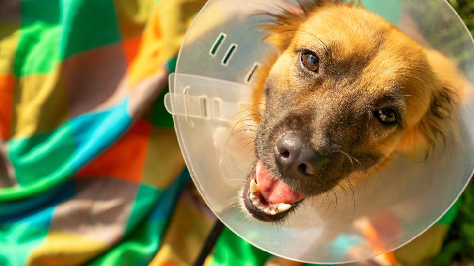 A dog with a cone looks up at his pet parent.