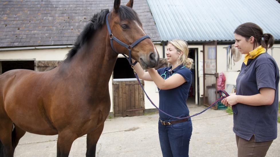 equine vet conducts an exam on a horse in front of a stable