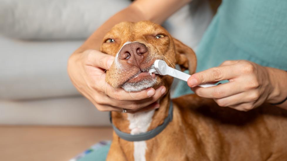 A dog has their teeth brushed.