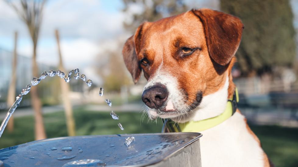 A dog looks at a water fountain.