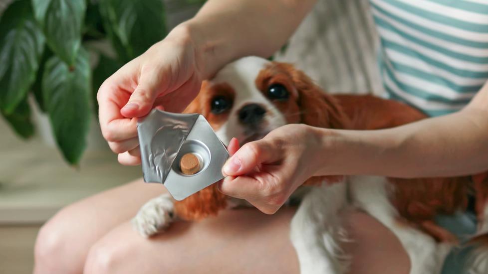 A pet parent opens a flea and tick pill for their dog.