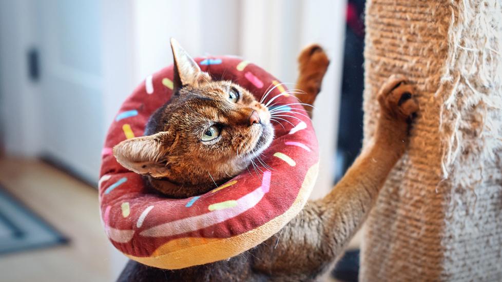 A cat with a recovery cone scratches their scratch post.