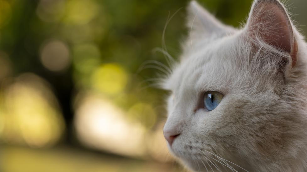 A cat with white fur and blue eyes.