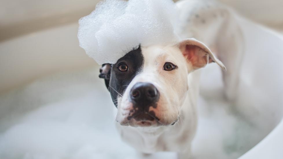 black and white pit bull dog sits in bathtub with soap on his head looking at camera