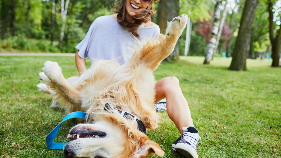 A pet parent tickles her dog.