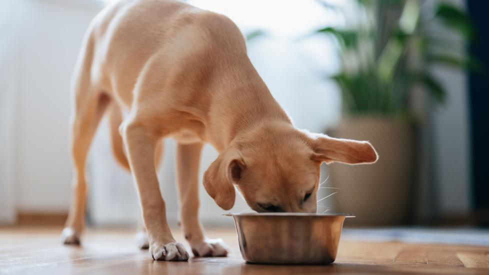 dog eating wet dog food