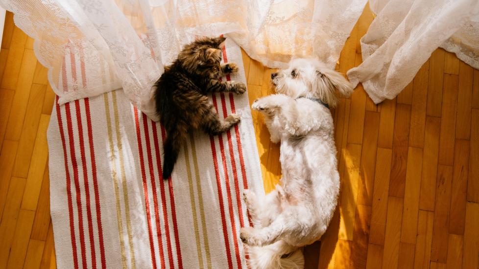 Can Cats Be Allergic to Dogs? PetMD