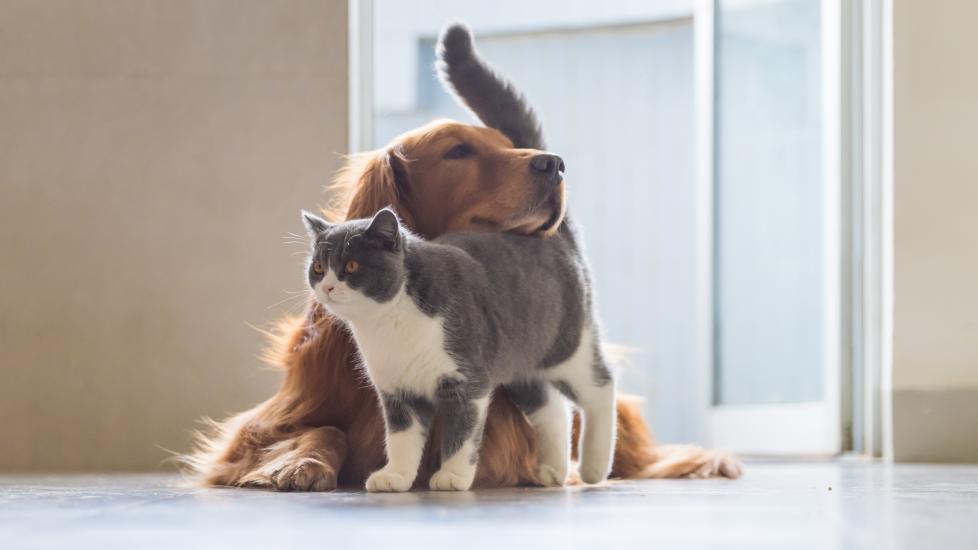 A dog and cat cuddle together.