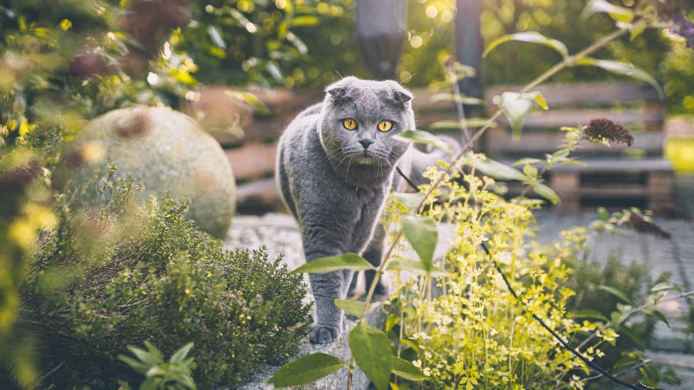 A Scottish Fold cat walks through a garden.