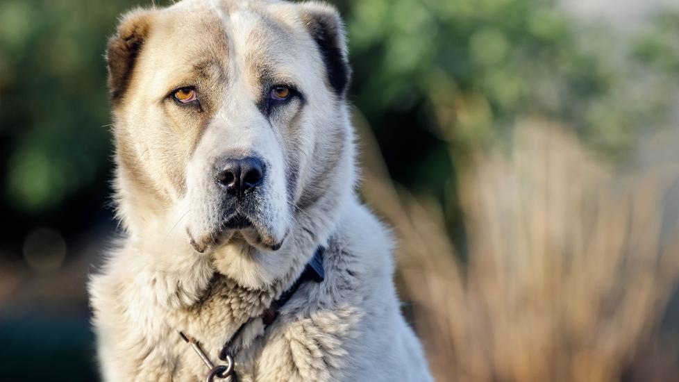 tan and white central asian shepherd dog sitting and looking at the camera in shallow focus