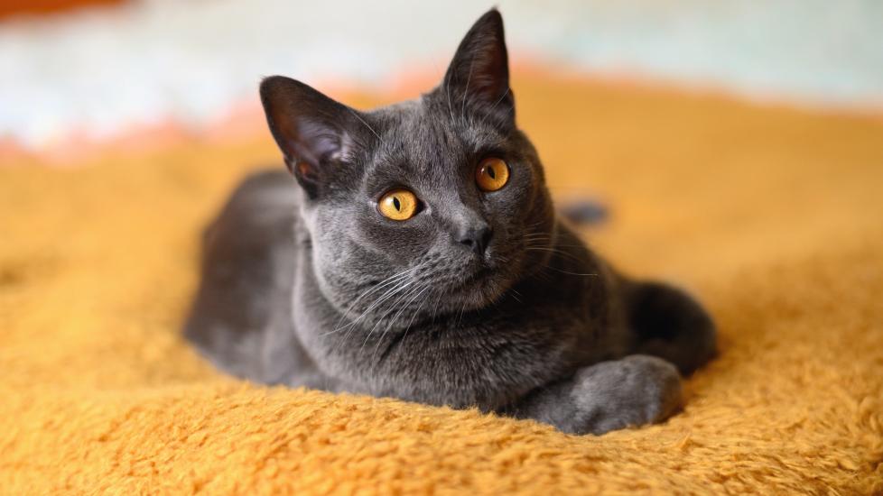 chartreux cat lying on a golden blanket 