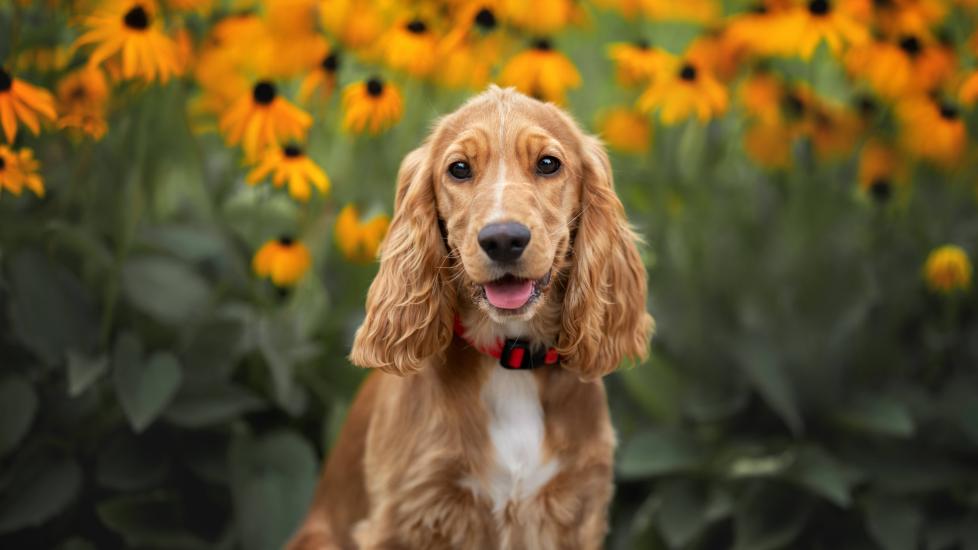 red cocker spaniel dog sitting in front of yellow flowers and smiling, in shallow focus