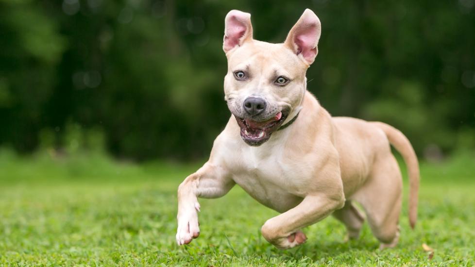 why do dogs get the zoomies: dog with the zoomies outside