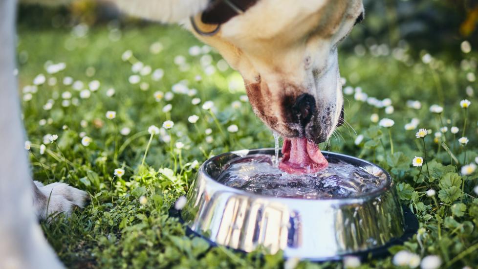 A dog drinks water out of a bowl. 