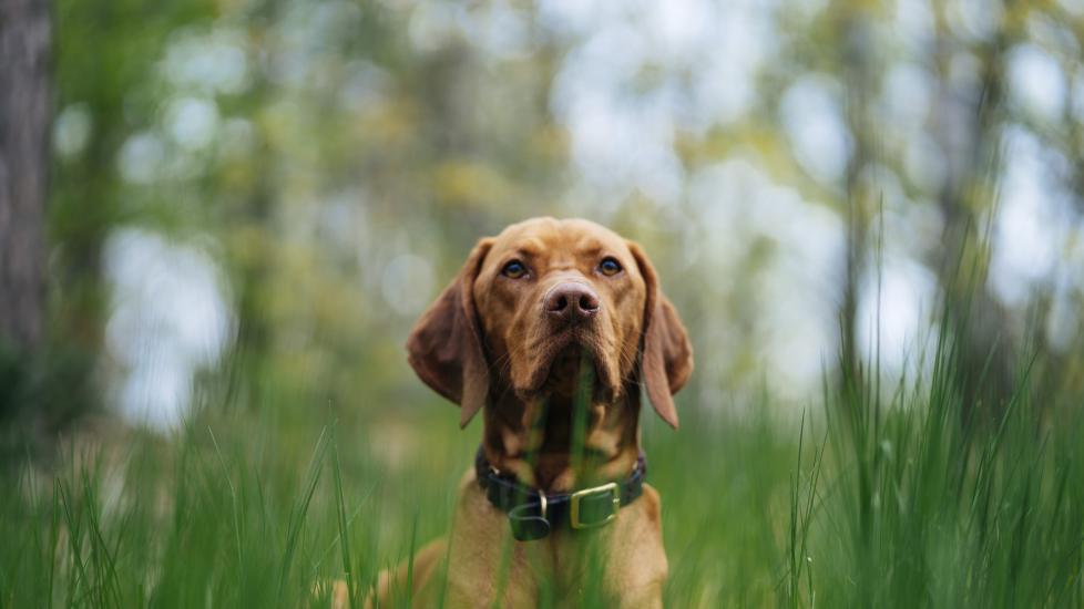 A dog sits in the woods.