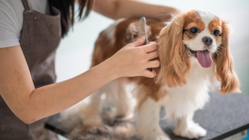 Photo of a dog being brushed by a groomer