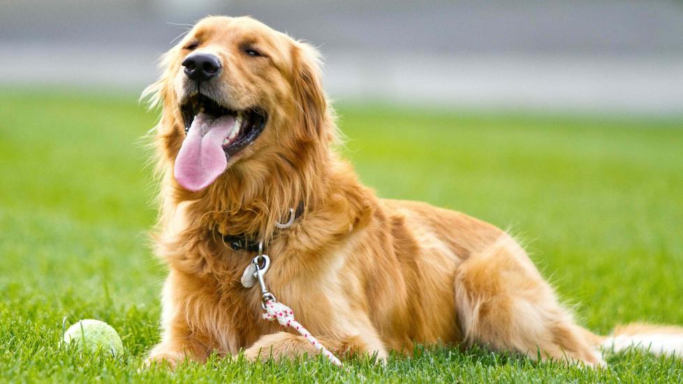 golden retriever on a leash lying down in grass and panting next to a tennis ball