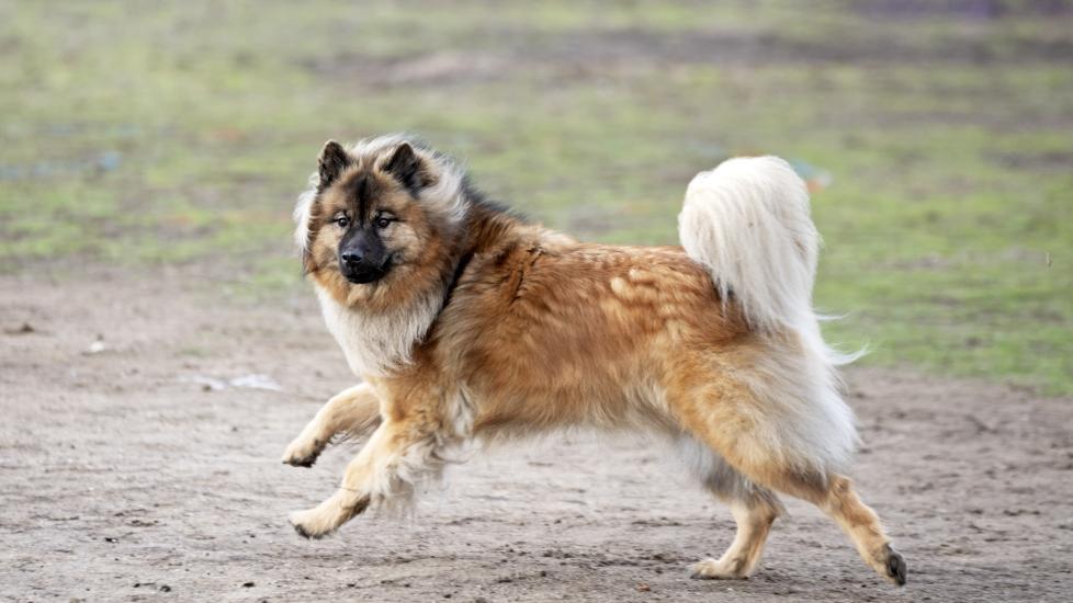 eurasier puppy chow chow wolf mix