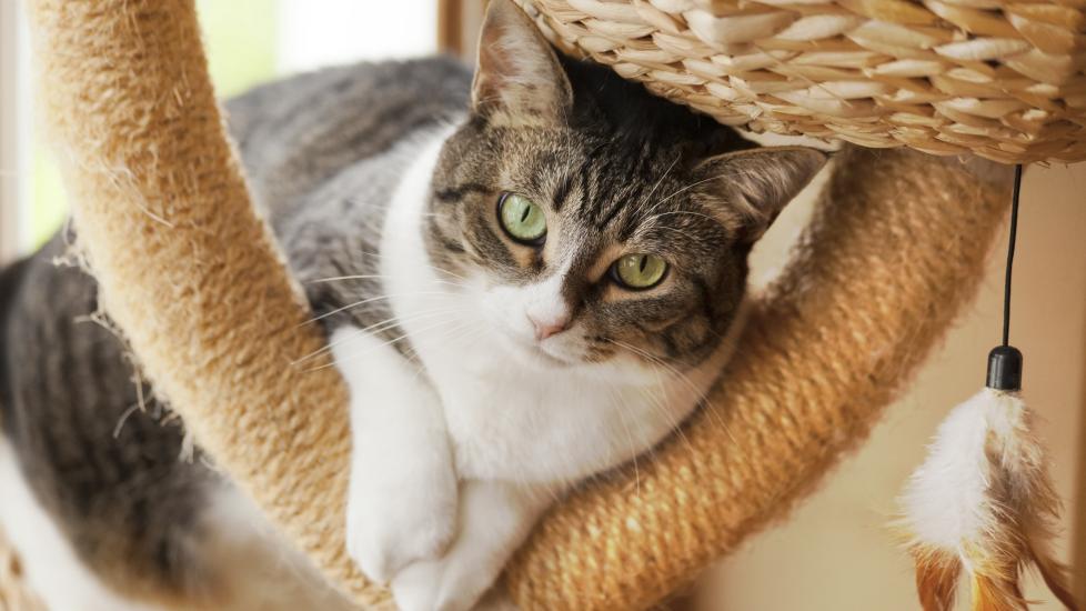 white and brown tabby european shorthair cat in a cat tree