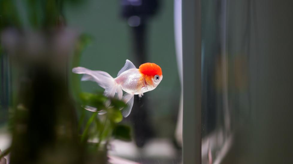 Fish looking out of tank