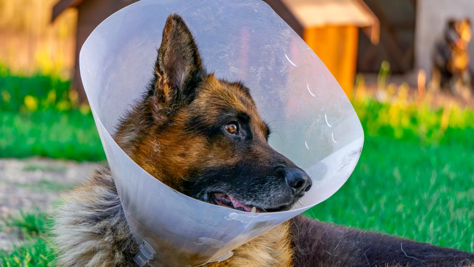 A neutered dog lays down with a recovery cone.