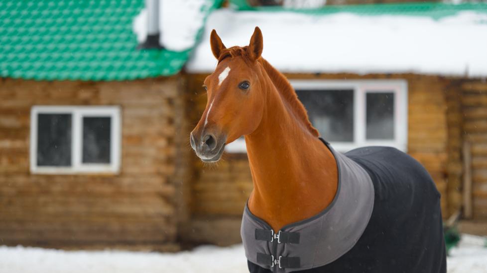 Horse wearing a blanket outside in winter