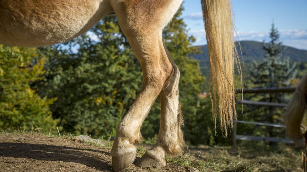 Hind legs of a horse