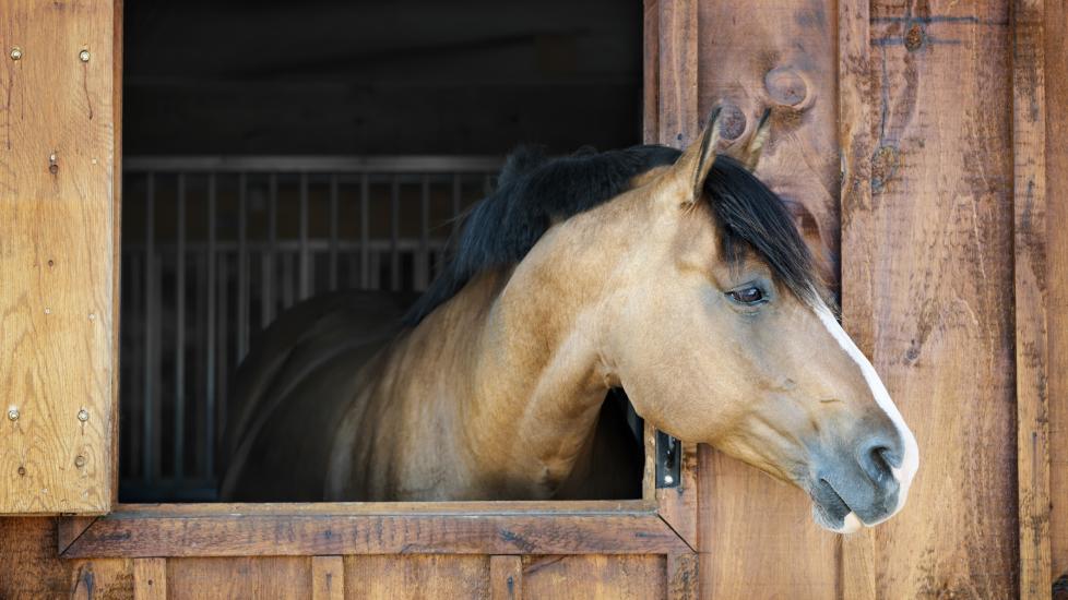 horse in stable