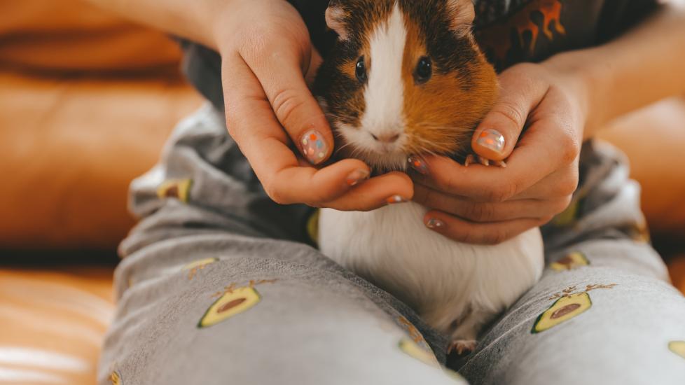 A pet parent holds their guinea pig.