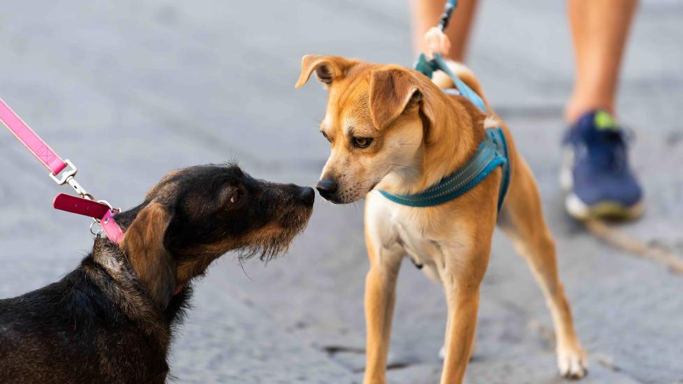 two dogs on a leash sniffing each other