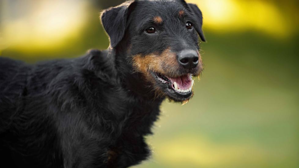 close-up portrait of a jagdterrier in shallow focus