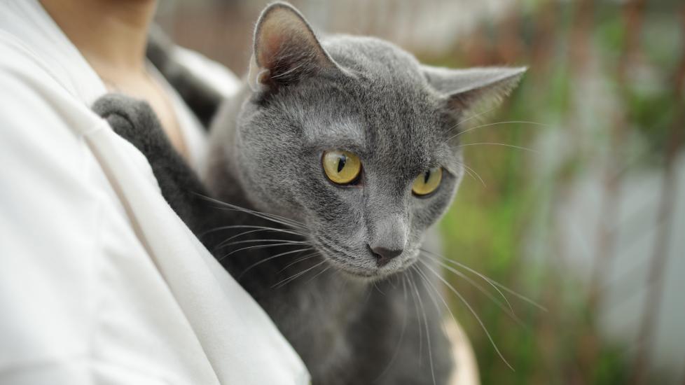 woman holding a gray korat cat, who is looking at the ground