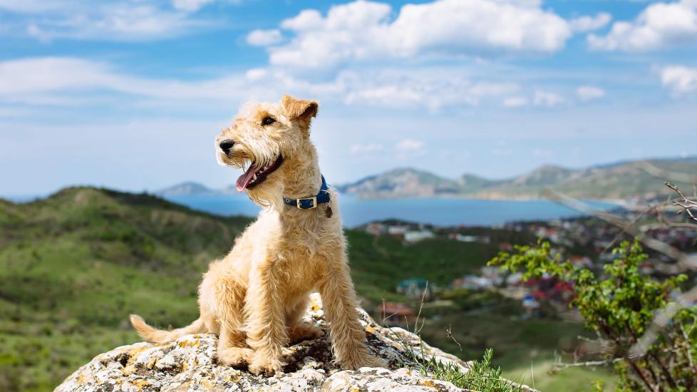 lakeland terrier sitting on a rock in front of a mountain and lake landscape