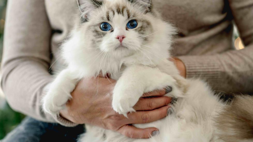 woman holding a white ragdoll cat in her lap