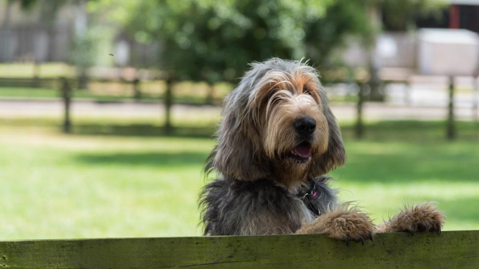 otterhound dog standing up against a wooden fence