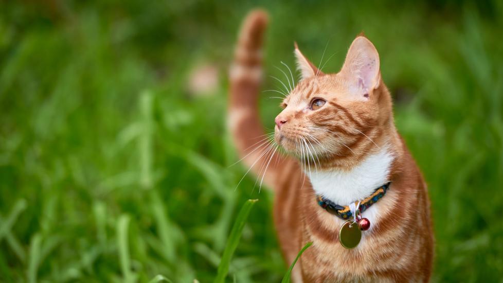 orange tabby cat standing in tall grass outside