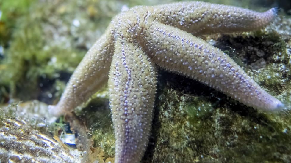 pet starfish in aquarium