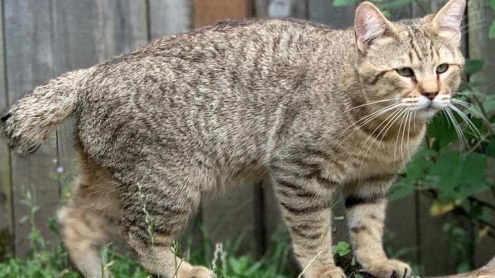 pixiebob cat walking in a yard