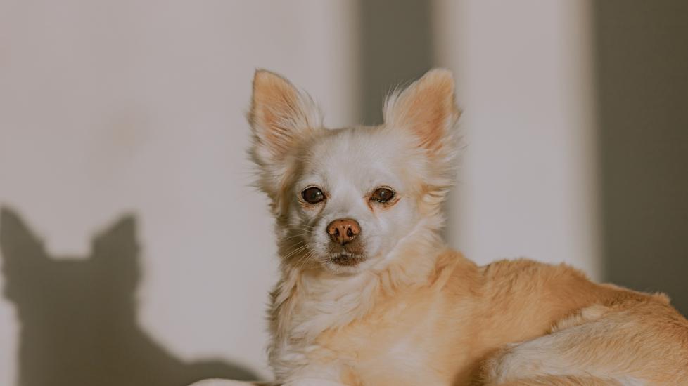 cream-colored pomchi dog lying down in a sun puddle