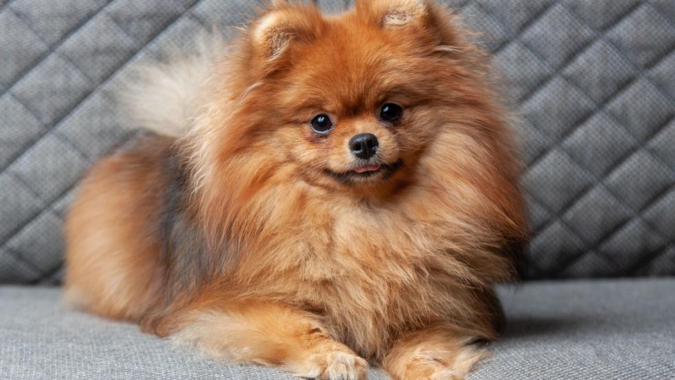 red pomeranian lying on a gray couch