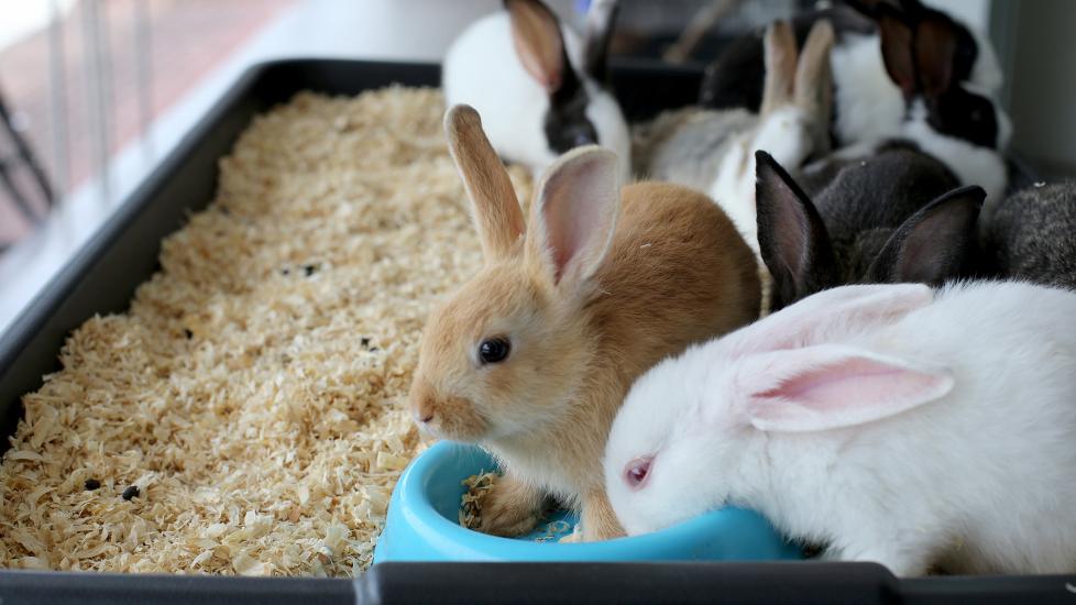 Rabbits gathering at a litter box during free roam