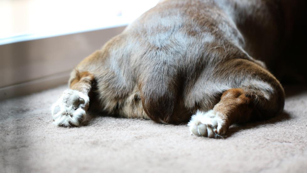 A dog lays down with their feet out.