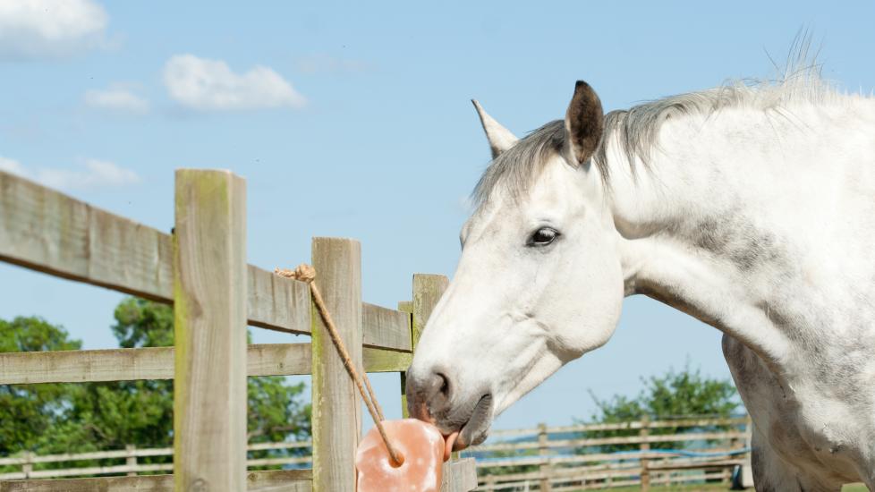 Grey horse licking a salt block hanging from a fence